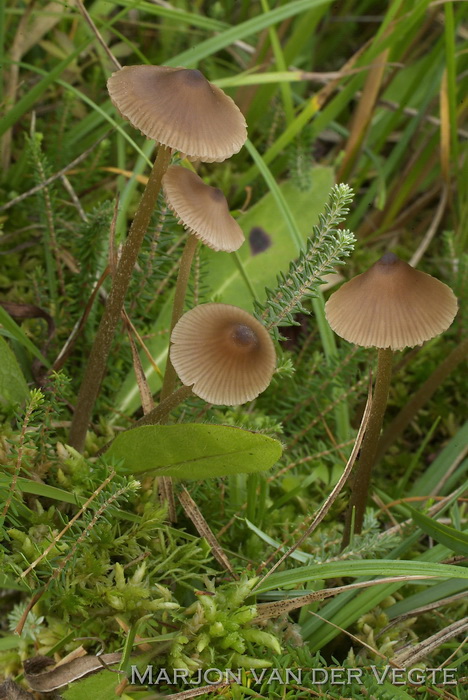 Knophaarsatijnzwam - Entoloma cuspidiferum